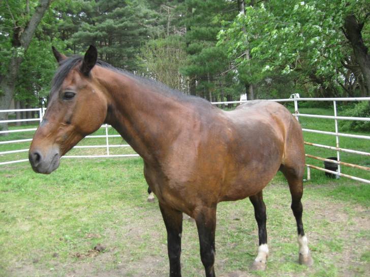Charlie - (7 ans)