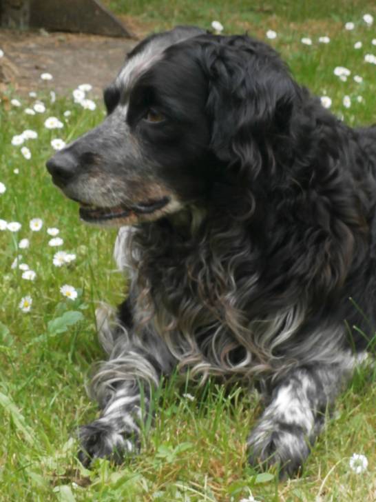 Sammy - Mâle (11 ans)