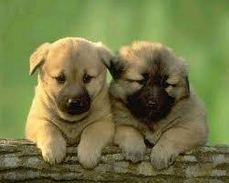 cachorros - Mâle (2 mois)
