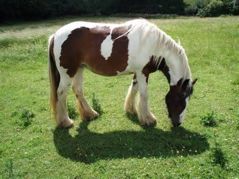 Pinto - Mâle (2 ans)