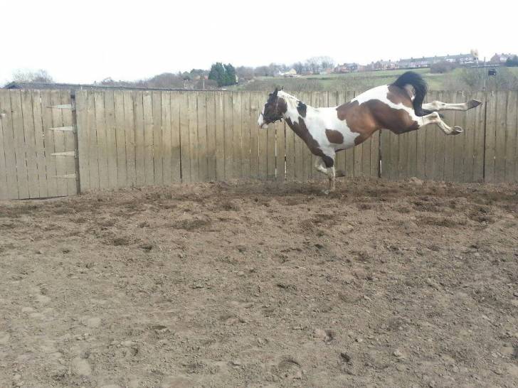 Benji - Mâle (4 ans)