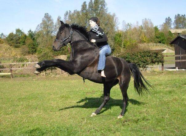 Dali - Mâle (6 ans)