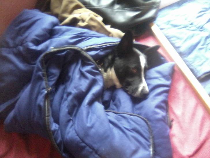 spliff - Mâle (4 ans)