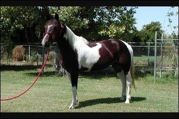 Kimba - Mâle (4 ans)
