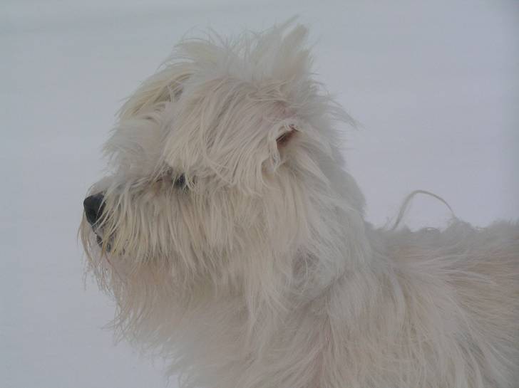 Météor - Mâle (7 ans)