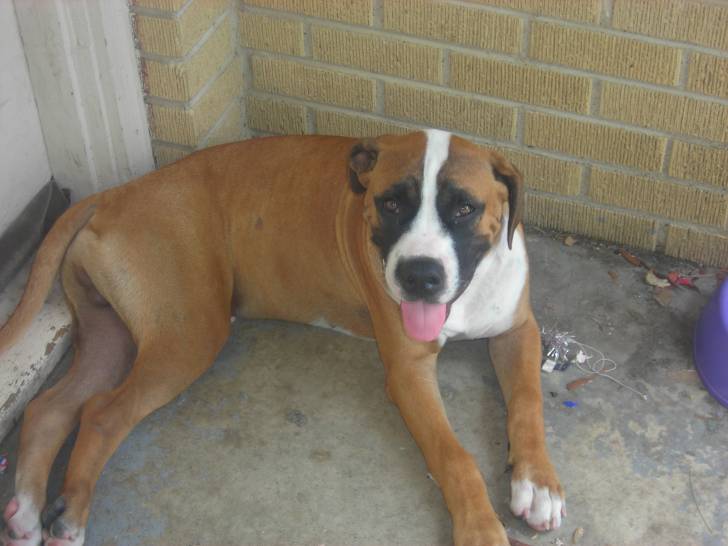 RIP Loki(Pic 3) - Mâle (5 mois)