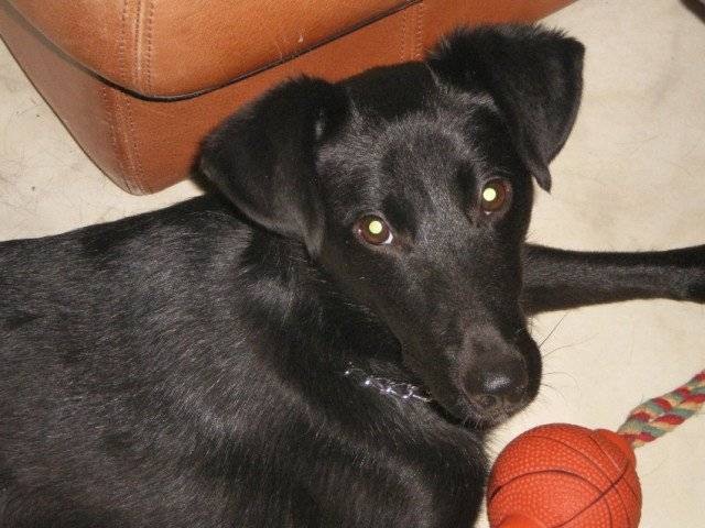 domino - Mâle (9 mois)