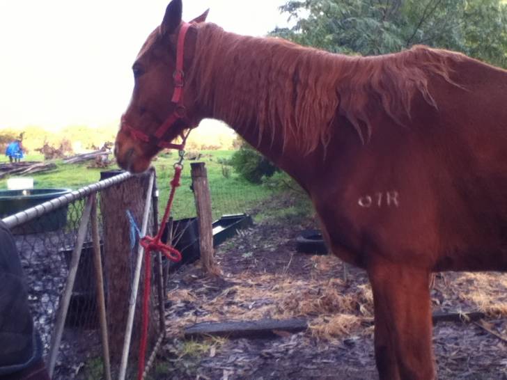 Roy - Mâle (8 ans)