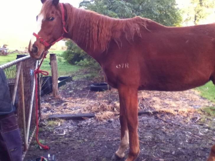 Roy - Mâle (8 ans)