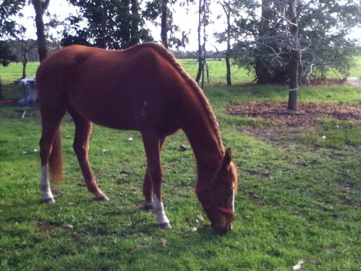 Roy - Mâle (8 ans)