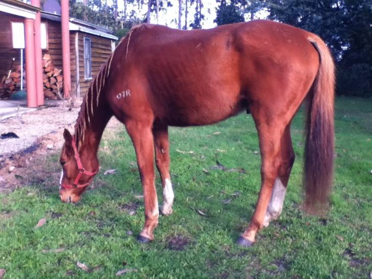 Roy - Mâle (8 ans)