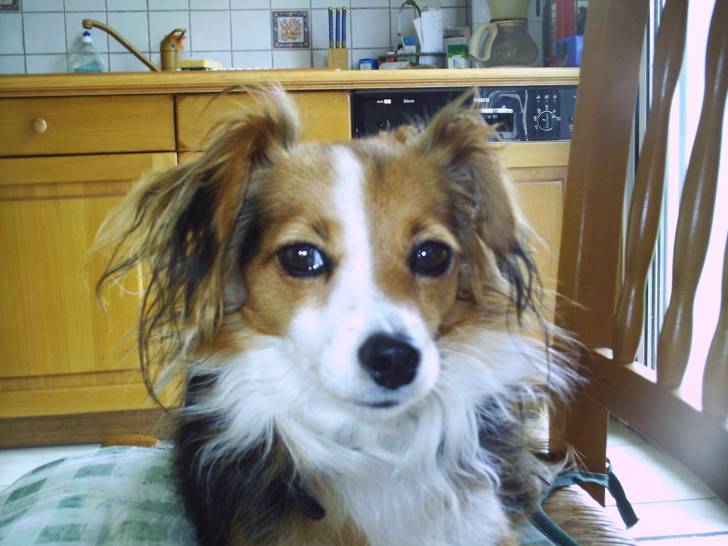 Vinny - Femelle (5 ans)