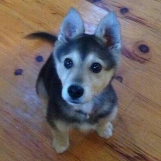 bouncy - Mâle (10 mois)