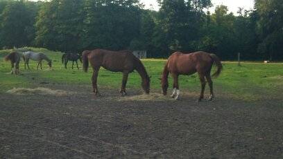 Hesitation et Mahau -