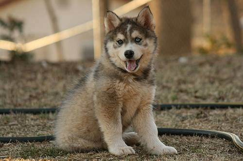 Willow - (9 mois)