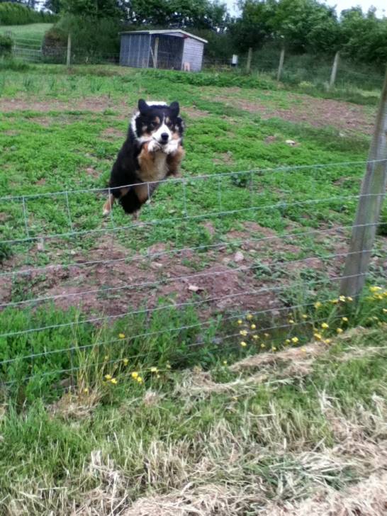 Belle - (6 ans)