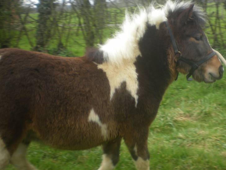 Demi-Lune - (2 ans)