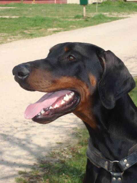 CIDNEY-CINAILLE VON RÄUBERSTOLZ - (3 ans)