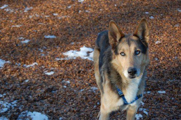Loup - Mâle (14 ans)
