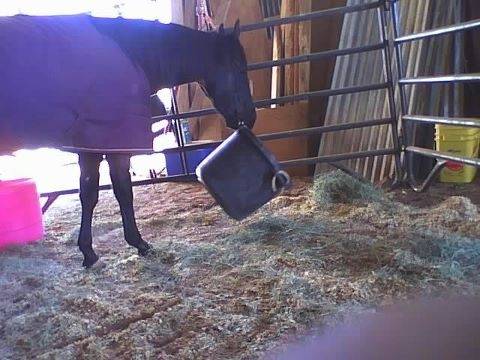 Flicka - (3 ans)