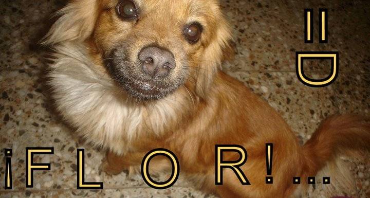 Flor - (6 ans)