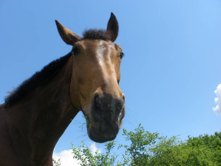 Noblesse - (13 ans)