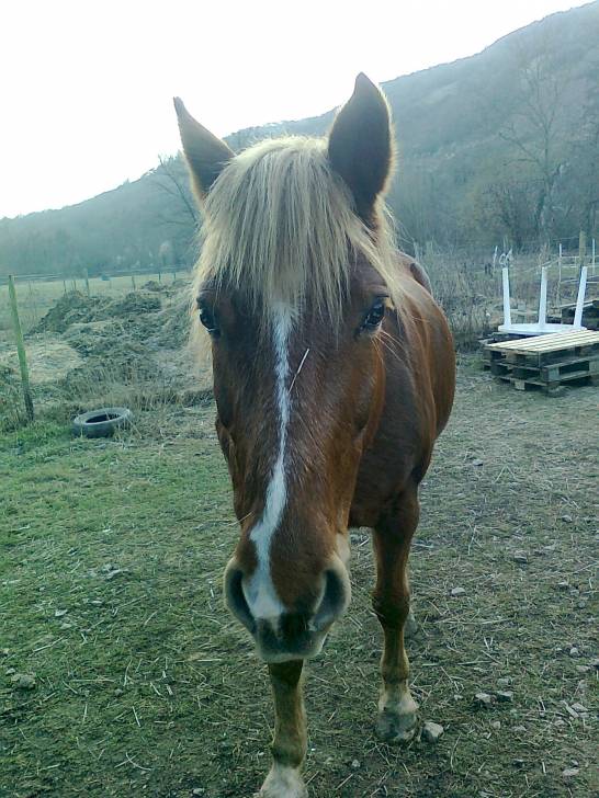 Royal - Mâle (19 ans)