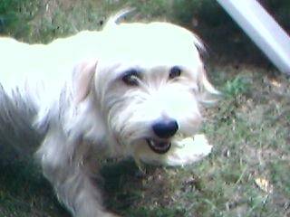 gipsy - Femelle (5 ans)