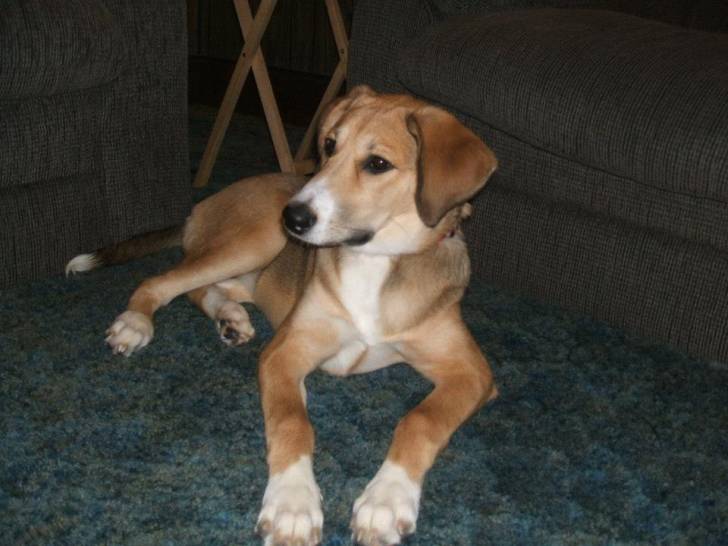 Jazzy - Femelle (1 an)