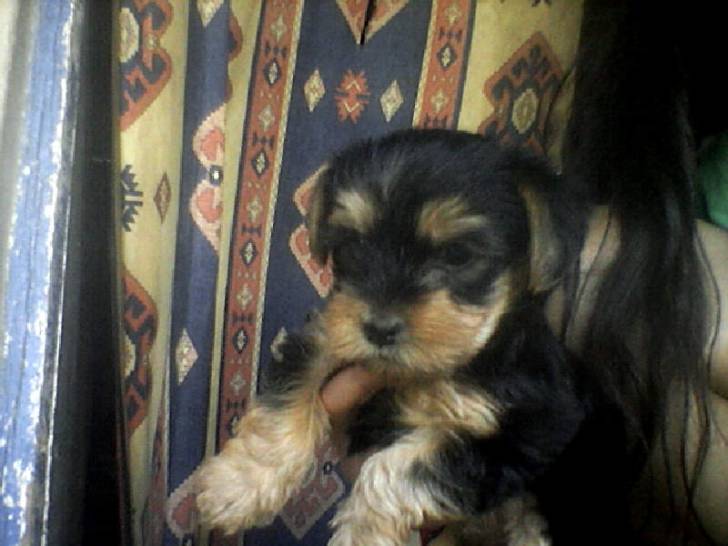 sammy - (8 mois)