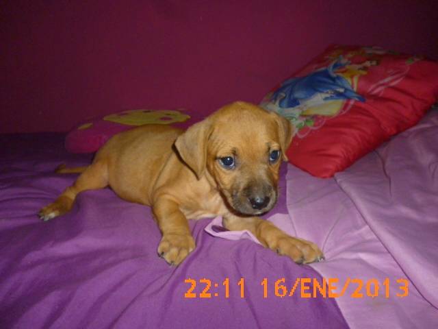 canela - (8 mois)