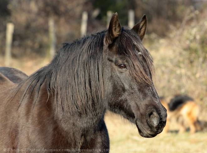 Frison -
