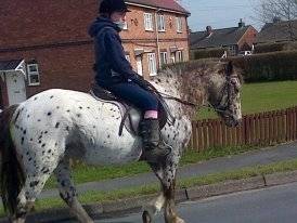 Jaffa - Mâle (15 ans)