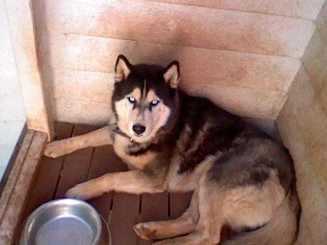 Keely - Mâle (8 ans)