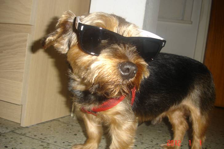 Roucky - Mâle (8 ans)