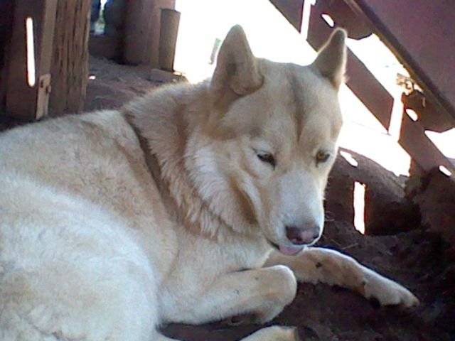Millie - (3 ans)