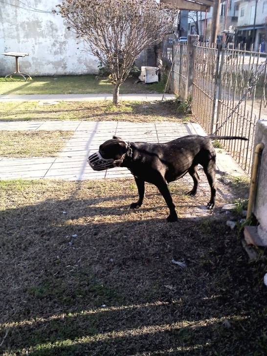 morena - (4 ans)