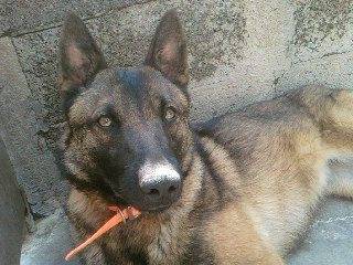 Xena - Femelle (2 ans)