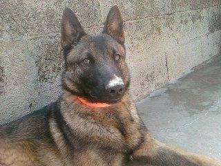 Xena - Femelle (2 ans)