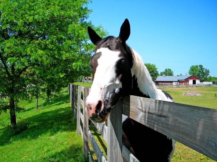 Indigo - Mâle (8 ans)