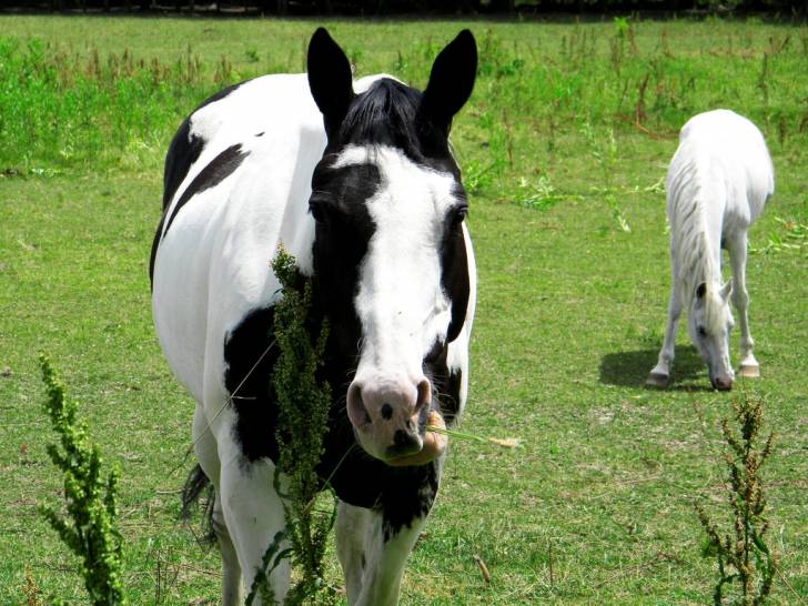 Indigo - Mâle (8 ans)