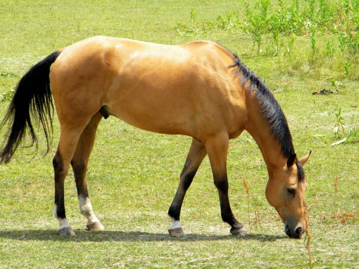 Spirit - Mâle (6 ans)
