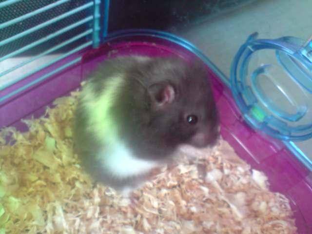 max - Mâle (2 ans)