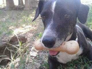 Briciola - Mâle (10 ans)