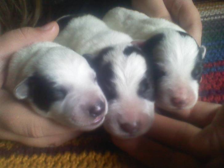 Puppies - (1 mois)