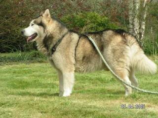 Pulko - (11 ans)