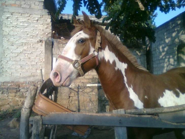 lucerito - Mâle (3 ans)