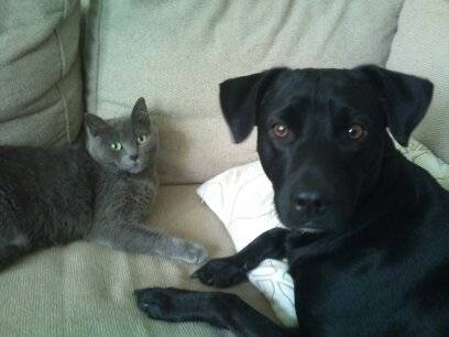 fillan - Mâle (4 ans)