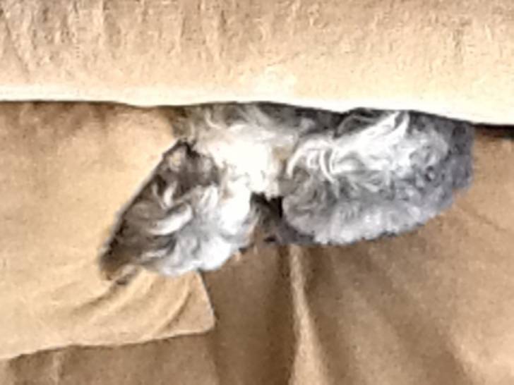 Mickey - Mâle (3 ans)