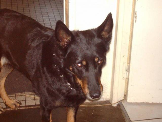 Stella - Femelle (7 mois)